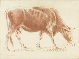 Weidende Kuh