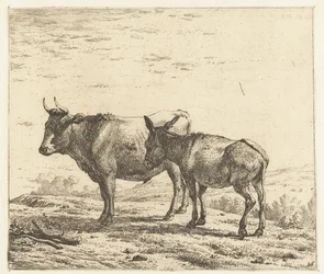 Ochse und ein Esel