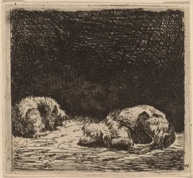 Hund und Katze