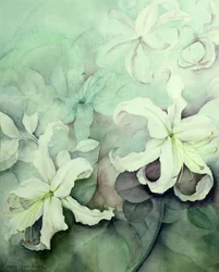 Lilien, weiße Auratum