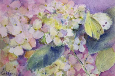 Helle Gelbling, Colias Hyale auf Hortensie