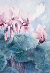 Rosa Cyclamen Pseudibericum