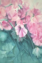 Duftwicken, Pink Pride (vertikal)