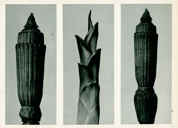 Schachtelhalm, 1929