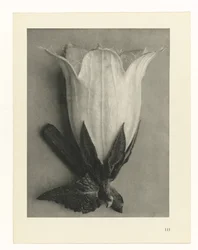 Pflanzenstudien (Urformen der Kunst: photographische Pflanzenbilder)
