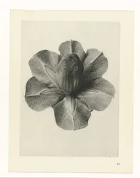 Pflanzenstudien Urformen der Kunst: fotografische Pflanzenbilder (Serientitel)