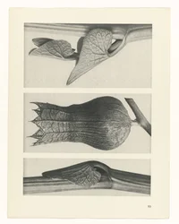 Pflanzenstudie (Urformen der Kunst)