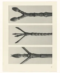 Pflanzenstudie (Urformen der Kunst)