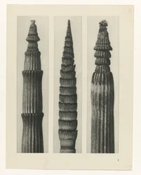 Pflanzenstudie (Urformen der Kunst)