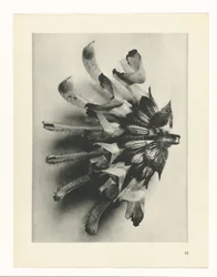 Pflanzenstudie (Urformen der Kunst)