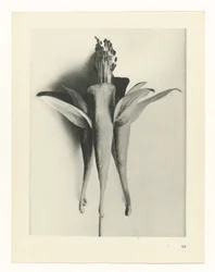 Pflanzenstudie Urformen der Kunst (Serientitel)