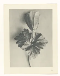 Pflanzenstudie Urformen der Kunst (Serientitel)