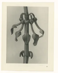 Pflanzenstudie Urformen der Kunst (Serientitel)