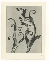 Pflanzenstudie Urformen der Kunst (Serientitel)