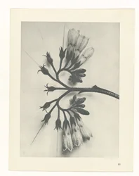 Pflanzenstudie Urformen der Kunst (Serientitel)