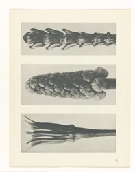Pflanzenstudie (Urformen der Kunst)