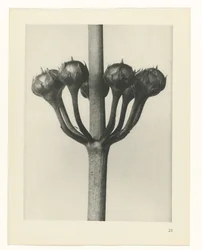 Pflanzenstudie (Urformen der Kunst)