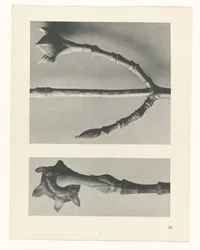 Pflanzenstudie (Urformen der Kunst)