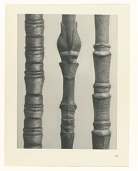 Pflanzenstudie (Urformen der Kunst)