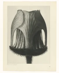 Pflanzenstudie (Urformen der Kunst)