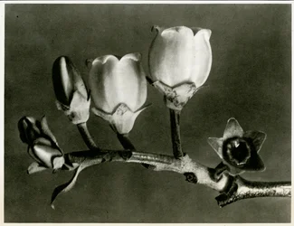 Vaccinium Corymbosum, 1929