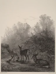 Ruhende Hirschkühe
