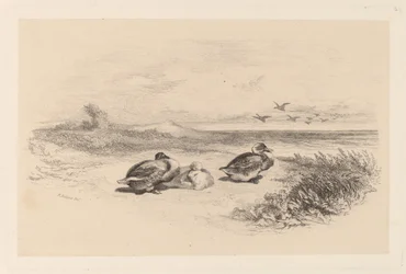 Wildenten