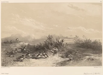 Wildenten