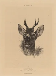Reh