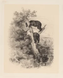 Zwei Bären