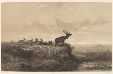 Der Morgen. Hirsch und Hirschkühe