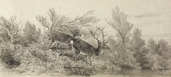 Hirsch im Wald