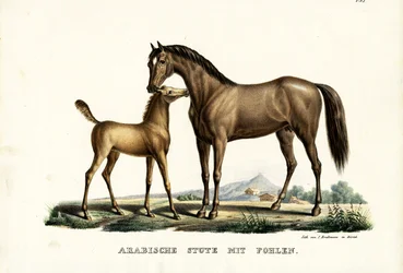 Arabisches Pferd mit Geflügel, 1824