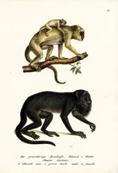 Schwarze Brüllaffen, 1824
