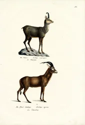 Gämse, 1824