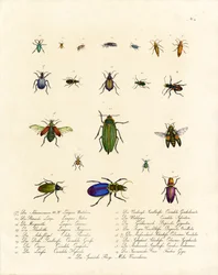 Vielfalt der Tigerkäfer und anderer Käferarten