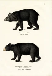 Himalaya-Schwarzbär, 1824