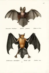 Hohlgesichtsfledermaus, 1824