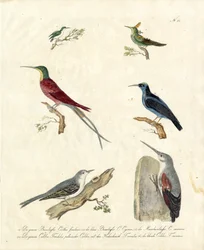 Kolibris und Baumläufer
