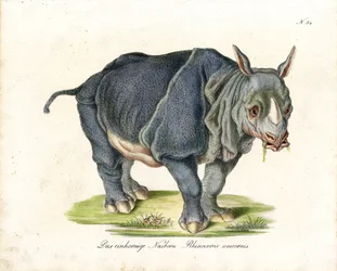 Indisches Nashorn