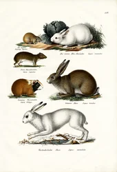 Ogotona-Hase, 1824