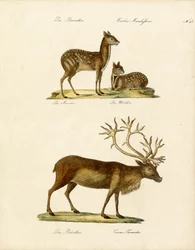 Besondere Hirscharten (Druck)