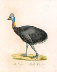 Der Kasuar