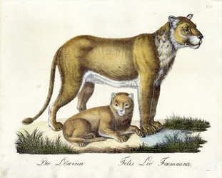 Die Löwin mit Jungem