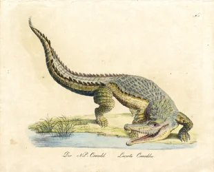Der Nilkrokodil (Druck)