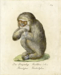 Dreizehiges Faultier