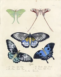 Tropische Schmetterlinge