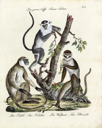 Tropische Affenarten