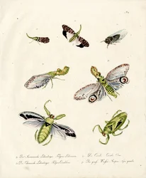 Verschiedene Zikaden und Laternenfliegen