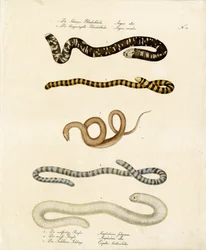 Verschiedene Schleichen und Nattern (Druck)